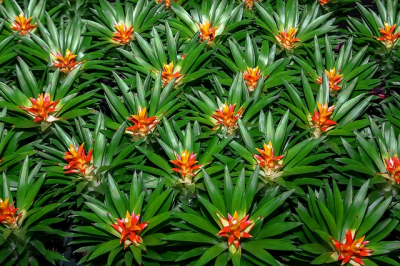 Bromelia: exotisch en makkelijk