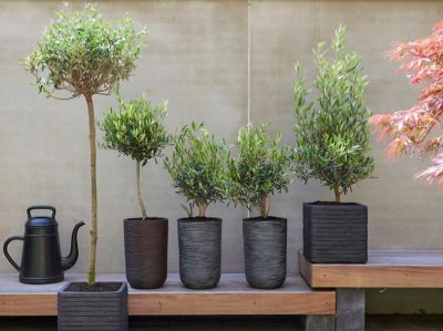 Olijf: Tuinplant van de maand juli