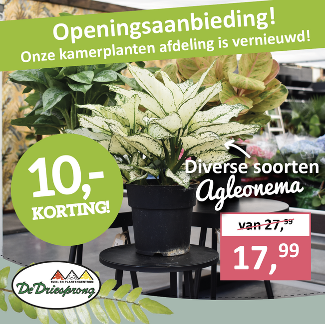 Diverse soorten Agleonema met 10 euro korting!