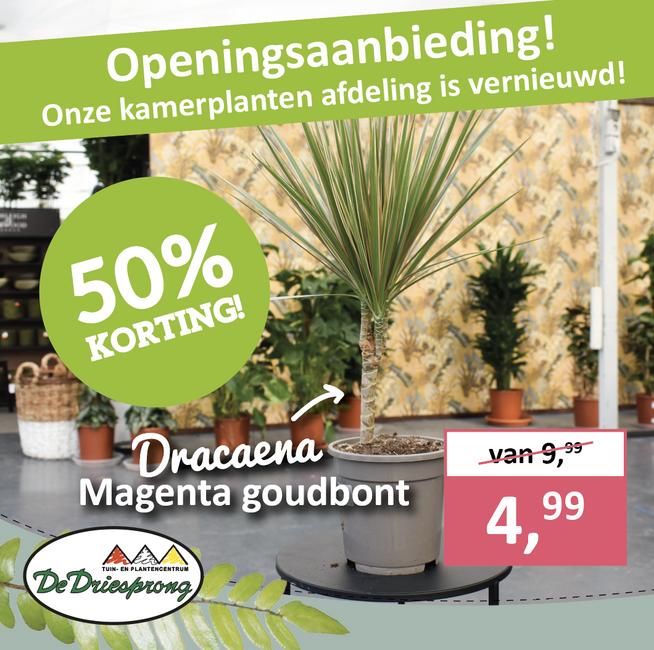 Dracaena Magenta goudbont met 50% korting!