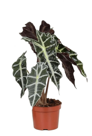 Alocasia Polly