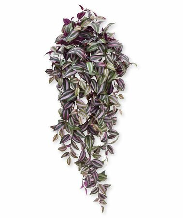 Tradescantia - afbeelding 2